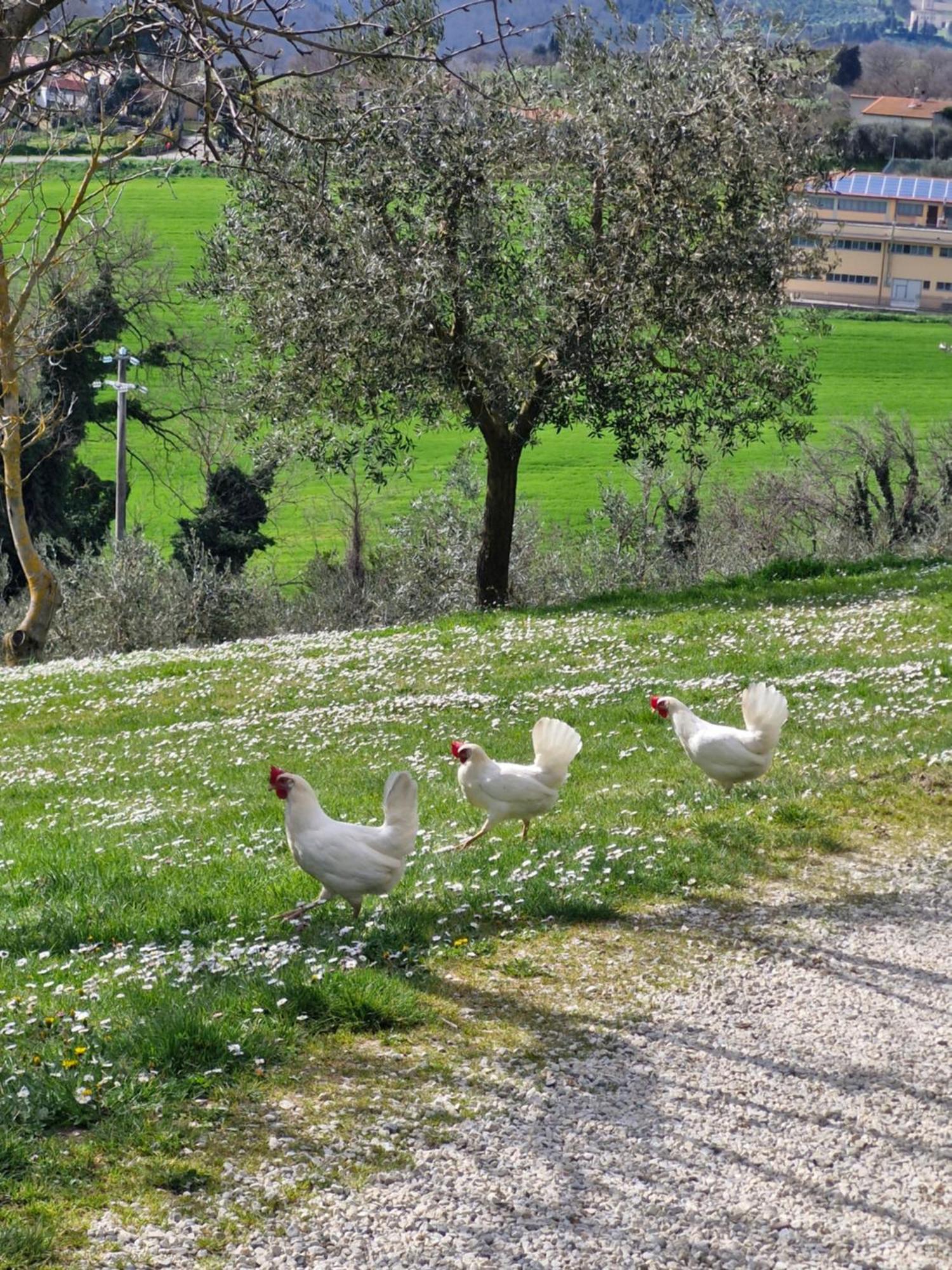 Val Della Pieve Bauernhof
